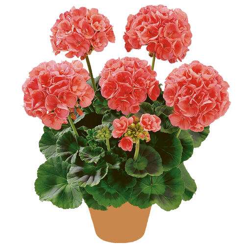 天竺葵怎么栽培管理的3个方法