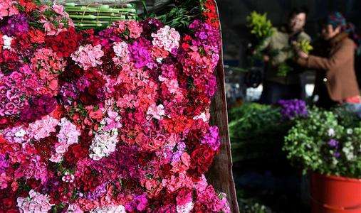 2020年1月昆明花卉行情报告