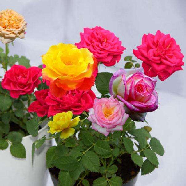2020年1月玫瑰花的行情走势分析