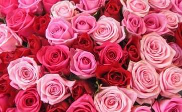 2020年1月玫瑰花的行情走势分析