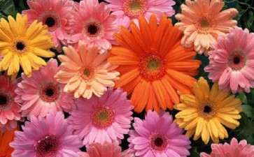 2020年1月非洲菊的行情走势分析