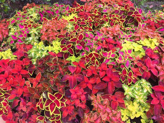 彩叶草怎么繁殖