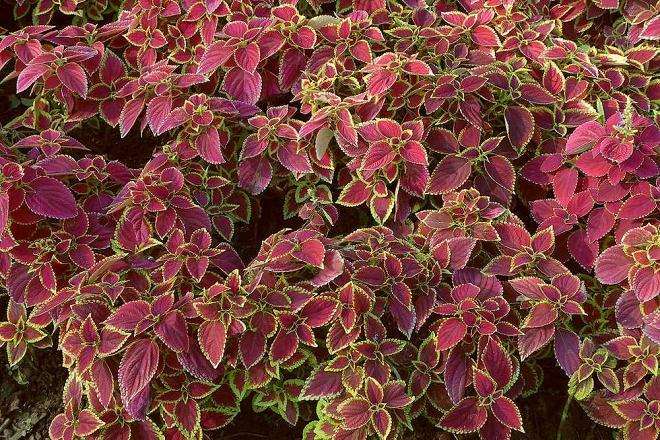 彩叶草怎么繁殖