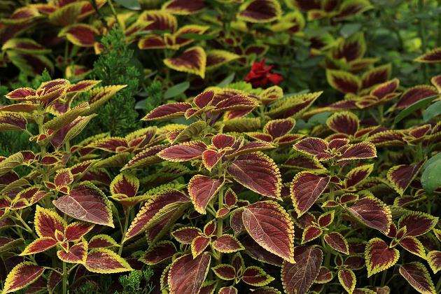 彩叶草怎么病虫害防治的5个方法