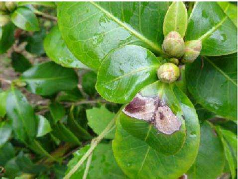 茶花炭疽病怎么防治的3个方法