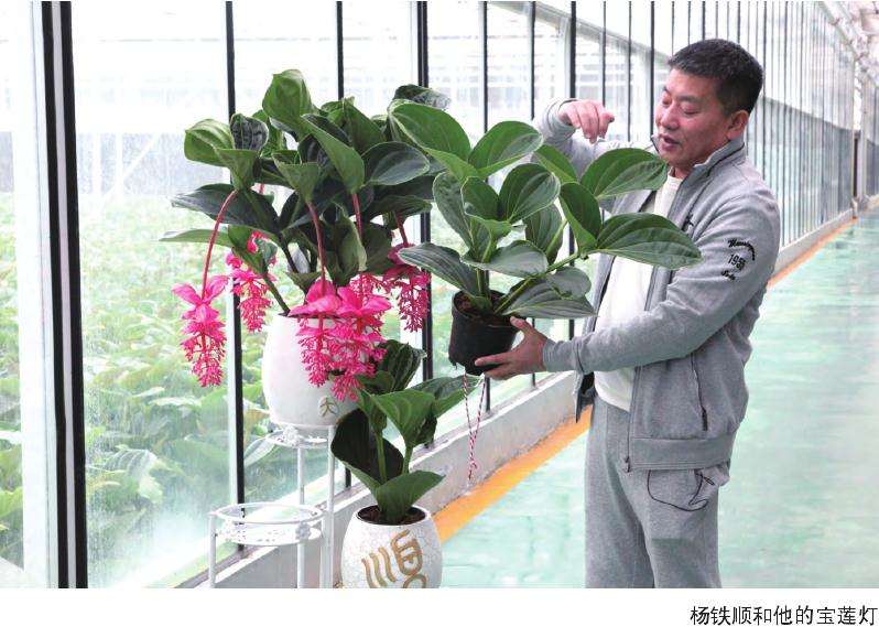 大顺宝莲灯花的销售情况如何