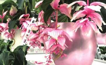 为什么大顺被誉为中国花卉产业的航母