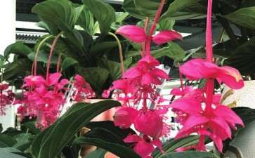 你怎么看风投资金陆续进入花卉行业