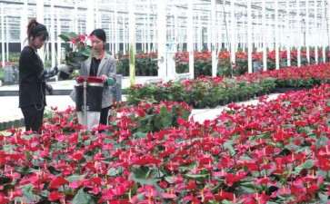 您怎么看待我国花卉产业的发展前景