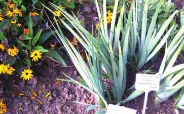 德国柏林的花卉植物园