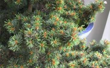 这个五针松盆景 开价2800元 贵吗 图片