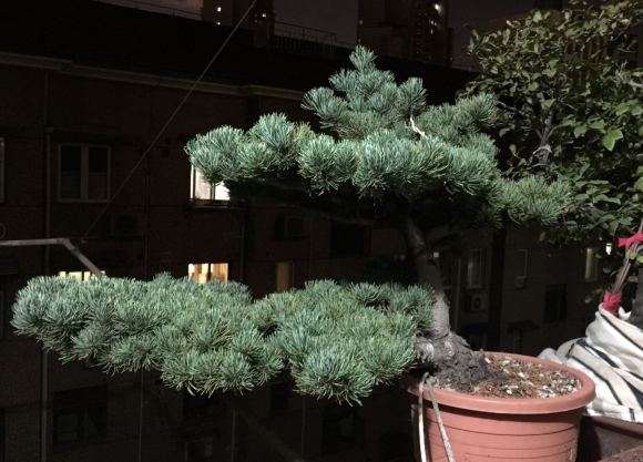 这盆景是五针松 还是大阪松