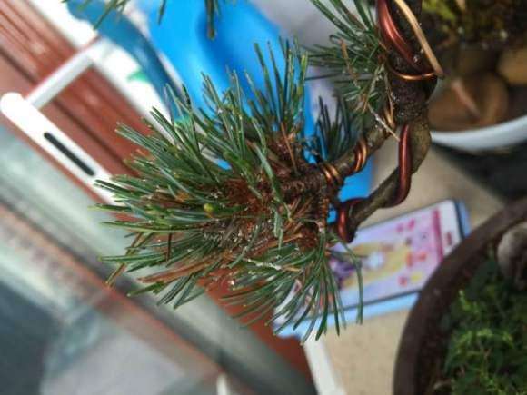 大阪松盆景叶子上有白斑怎么办