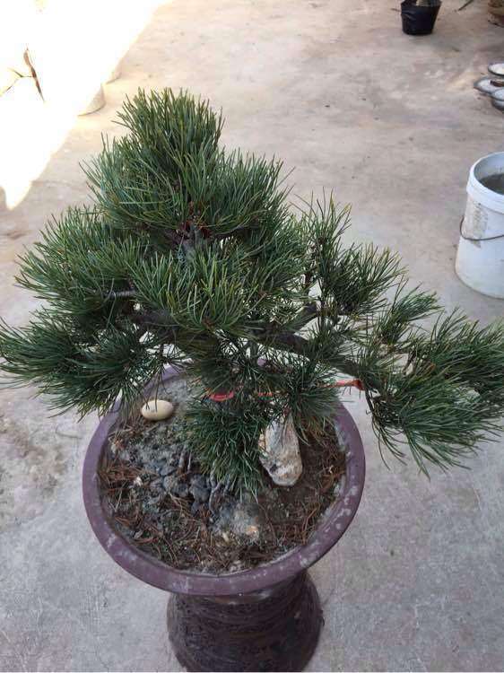 这是那须大阪松盆景 我被骗没有