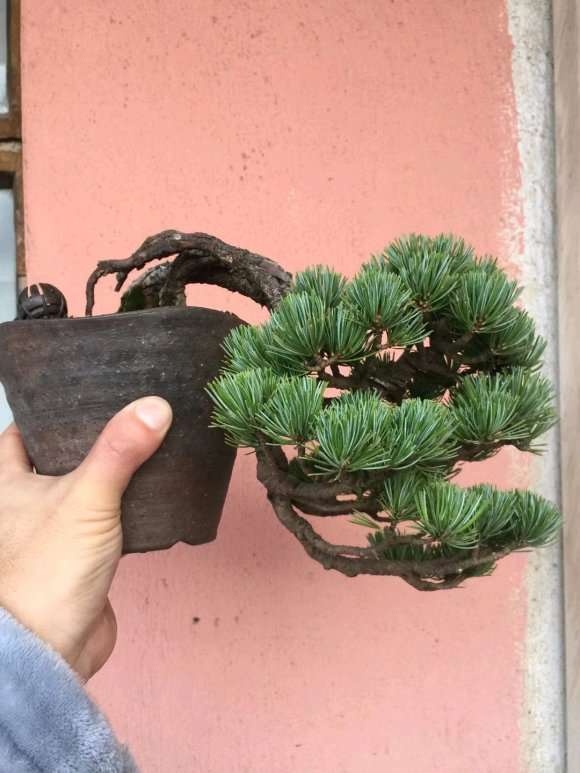 这是那须大阪松盆景 我被骗没有