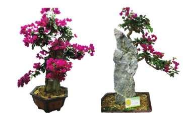 对三角梅产业的3个感受与思考