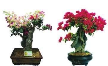 怎么加强三角梅花文化研究