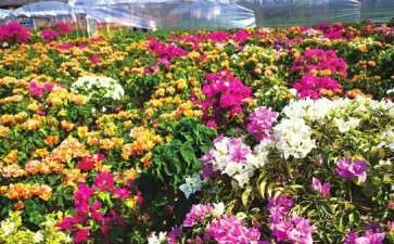 三角梅怎么与地方特色文化融合