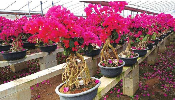 怎么加强三角梅精细化管理