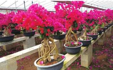 怎么加强三角梅精细化管理