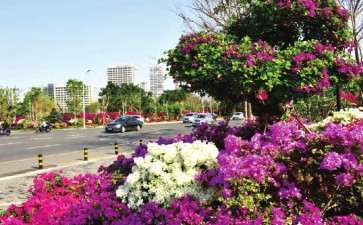 海南值吗做好三角梅产业新文章