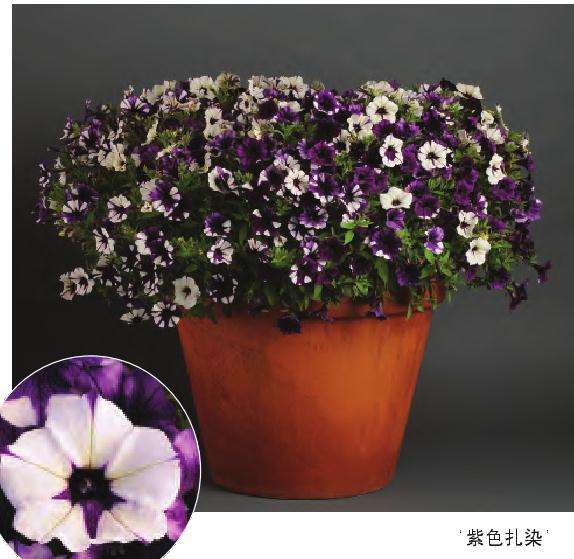 矮牵牛花波浪家族怎么栽培的5个方法
