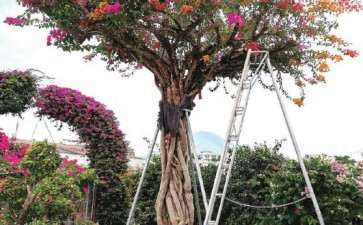 2010年前 国内三角梅园林应用景观并不多