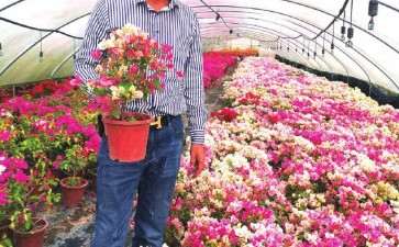 漳州怎么不断创新扩大三角梅利润空间