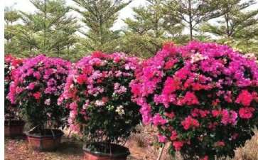 福建怎么立足平台优势带动三角梅产业升级