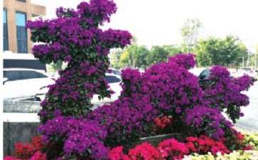 怎么以协会为平台推动漳州三角梅产业发展