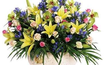 2019年12月上海盆花市场行情