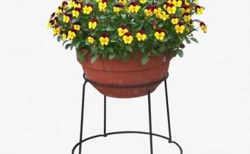 2019年12月郑州盆花市场行情