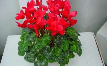 2019年12月漳州盆花市场行情