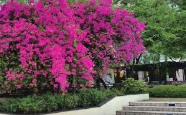 对我国三角梅产业发展的3个建议