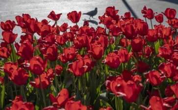 2020年新冠肺炎疫情扰乱全球花卉业