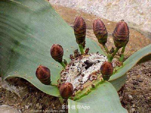 千岁兰科多肉植物怎么养护的3个方法