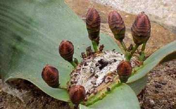 千岁兰科多肉植物怎么养护的3个方法