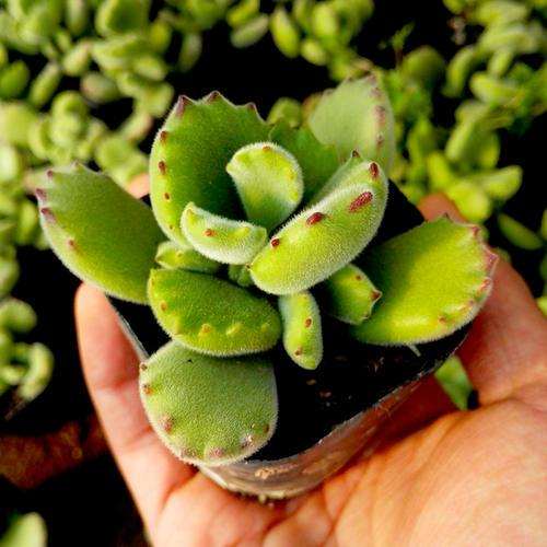 弯曲龙多肉怎么养护的3个方法 