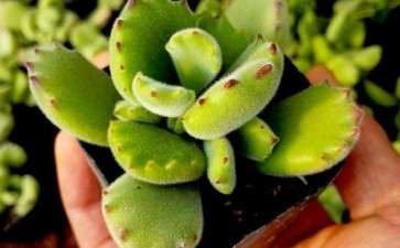 弯曲龙多肉怎么养护的3个方法