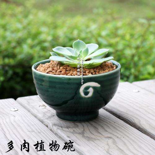 粗柄盖果漆多肉怎么养护的3个方法