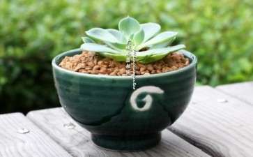 粗柄盖果漆多肉怎么养护的3个方法