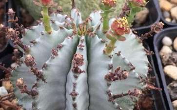 白衣魁伟玉多肉怎么养护的3个方法