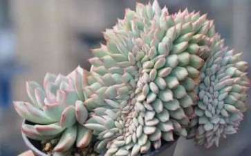 金琥缀化多肉怎么养护的3个方法