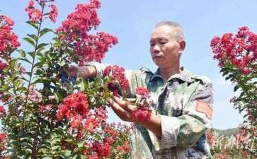 江苏镇江规模化花卉种植促就业