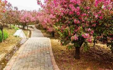 胶东海棠园的八德生意经