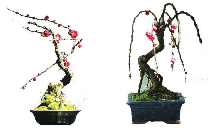 梅花小品盆景怎么造型的3个方法