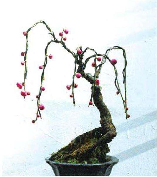 梅花小品盆景怎么养护的3个方法