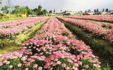 2020年 云南花卉销售全供应链几乎停摆