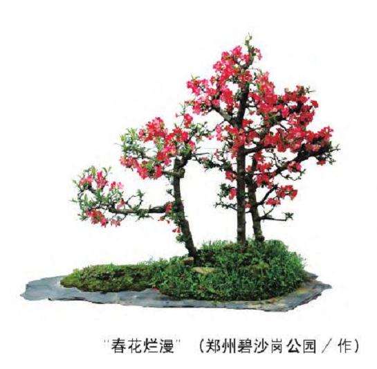 盆景春季怎么管理的5个方法