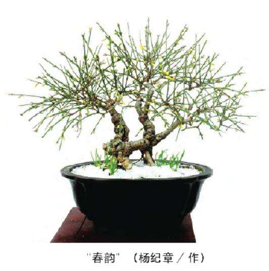 盆景春季怎么管理的5个方法